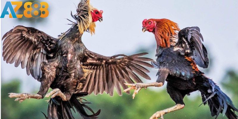 Khám Phá sảnh Trực Tiếp Đá Gà AZ888 Chất Lượng Đỉnh Cao 2 word image 14476 2