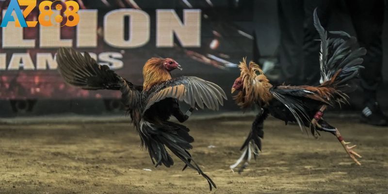 Khám Phá sảnh Trực Tiếp Đá Gà AZ888 Chất Lượng Đỉnh Cao 3 word image 14476 3